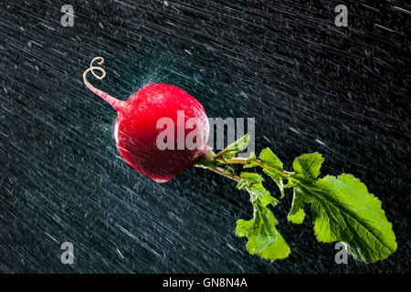 Radieschen in Spritzer auf schwarzem Hintergrund. Close-up. Eine Reihe von Obst und Gemüse in Bewegung. Stockfoto