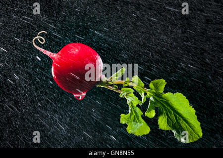 Radieschen in Spritzer auf schwarzem Hintergrund. Close-up. Eine Reihe von Obst und Gemüse in Bewegung. Stockfoto