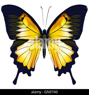Schmetterling. Gelb Schmetterling isolierte Abbildung auf weißem Hintergrund Stock Vektor