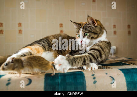 Katze spielt mit Wüstenrennmaus Mäuschen auf dem Tisch Vorlegebesteck. Konzepte der Beute, Nahrung, Schädlingsbekämpfung Stockfoto