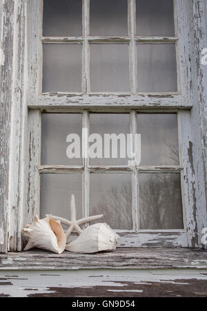 Vintage verwitterten Cottage Fenster mit Muscheln auf der Fensterbank geschlossen, New Jersey, East Coast, USA, Amerika Sea Star Fisch, vintage Strand Haus am Meer Stockfoto