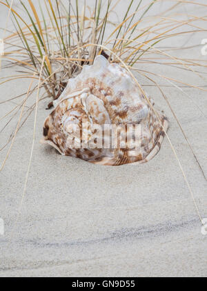 Große Bullmouth-Helm Muschel, Strand in der Nähe am Strand Sand Küstenmuschel Bilder Strände nautische Bilder Stockfoto