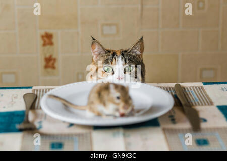 Katze auf Rennmaus Mäuschen vor Angriff auf den Tisch. Konzept der Beute, Nahrung, Pest, Gefahr, Jagd. Stockfoto