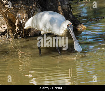 Große weiße waten Vogel, australischen royal Löffler, Platalea Regia, mit einzigartigen schwarzen Schnabel im Wasser in einem städtischen Park Fütterung Stockfoto