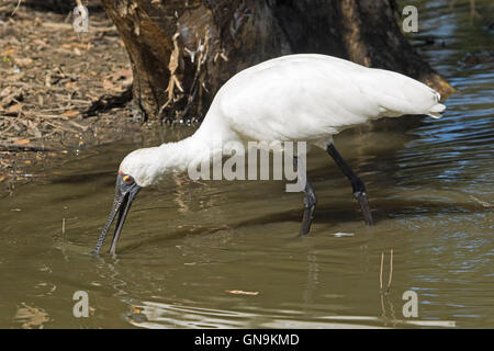 Große weiße waten Vogel, australischen royal Löffler, Platalea Regia, mit Rechnung offen und Fütterung im Wasser in einem städtischen Park Stockfoto