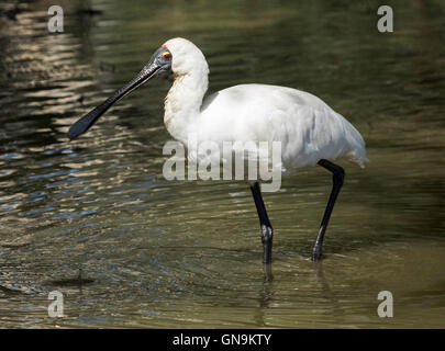 Große weiße waten Vogel, australischen royal Löffler, Platalea Regia, mit schwarzen Schnabel & langen Beinen im Wasser in einem städtischen Park Stockfoto