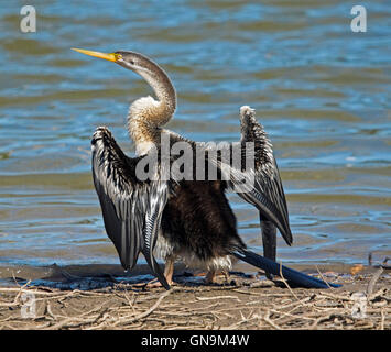 Australische Schlange-necked Darter Anhinga Noveahollandiae mit schwarzen Flügeln streckte am Ufer neben blauen Wasser des Sees zu trocknen Stockfoto