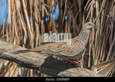 Schöne gefleckte Turteltaube, Streptopelia Chinensis, eingeführten Arten auf einem Ast in freier Wildbahn in Australien Stockfoto