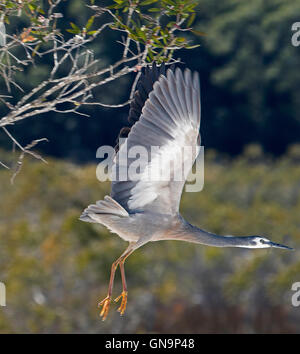 Wunderschöne Australian White-faced Reiher, Anhinga Novaehollandiae, auf der Flucht vor Hintergrund der dunklen Küstenwald Stockfoto