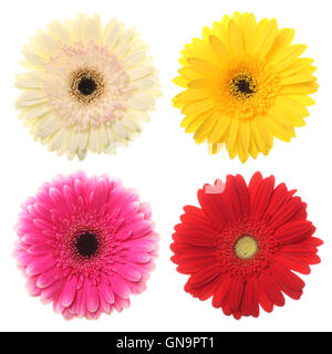 Gerbera Daisy Stockfoto