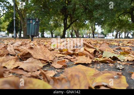 Turnpike Lane, London, UK. 29. August 2016. Anzeichen des Herbstes als Blätter beginnen zu fallen. Bildnachweis: Matthew Chattle/Alamy Live-Nachrichten Stockfoto