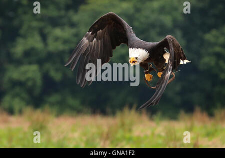 Wilhelmskirch, Deutschland. 20. August 2016. Ein Weißkopfseeadler bereitet, während einer Präsentation der Falknerei in Wilhelmskirch, Deutschland, 20. August 2016 zu landen. Foto: Karl-Josef Hildenbrand/Dpa/Alamy Live News Stockfoto