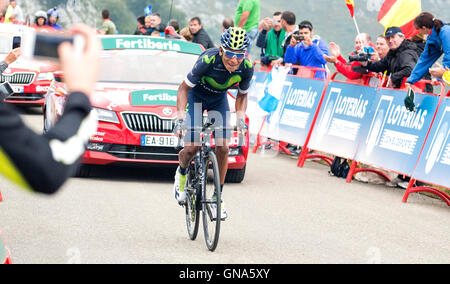 Covadonga, Spanien. 29. August 2016. Nairo Quintana (Movistar Team) gewinnt die 10. Etappe der Radrennen "La Vuelta a España" (Spanien-Rundfahrt) zwischen Lugones und Seen von Covadonga am 29. August 2016 in Covadonga, Spanien. Bildnachweis: David Gato/Alamy Live-Nachrichten Stockfoto