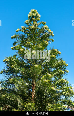 Wollemi Pine, Wollemia Nobilis, ein Baum vermutlich ausgestorben, jetzt als ein lebendes Fossil. Stockfoto