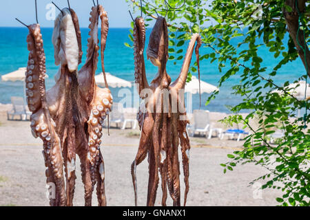 Trocknen von Octopus. Rhodos, Griechenland Stockfoto