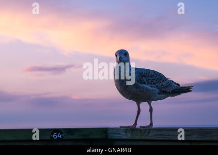 Eine junge Europäische Silbermöwe Larus argentatus. Stockfoto