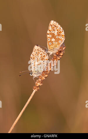 Weibliche und männliche Polyommatus Schmetterlinge Stockfoto