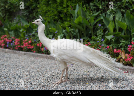 Isolierte weiße Pfau im Garten Stockfoto