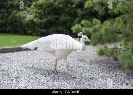 Isolierte weiße Pfau im Garten Stockfoto