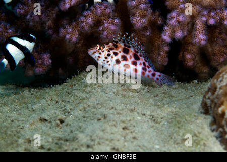 Pixie Hawkfish (Cirrhitichthys Oxycephalus) im Roten Meer. Stockfoto