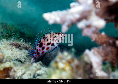 Pixie Hawkfish (Cirrhitichthys Oxycephalus) im Roten Meer. Stockfoto
