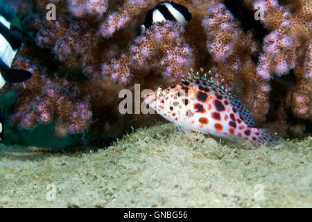 Pixie Hawkfish (Cirrhitichthys Oxycephalus) im Roten Meer. Stockfoto