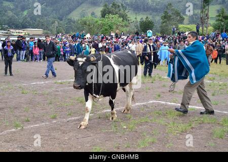 Wetten Stierkampf - landwirtschaftliche Messe - Fiestas Det la Virgen del Carmen (Independence Day) in Sapalache - PERU Stockfoto