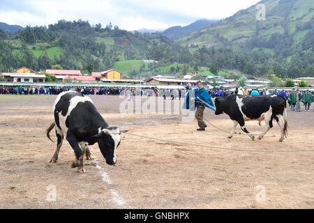 Wetten Stierkampf - landwirtschaftliche Messe - Fiestas Det la Virgen del Carmen (Independence Day) in Sapalache - PERU Stockfoto