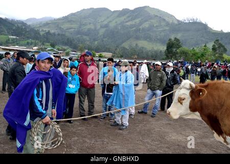 Wetten Stierkampf - landwirtschaftliche Messe - Fiestas Det la Virgen del Carmen (Independence Day) in Sapalache - PERU Stockfoto