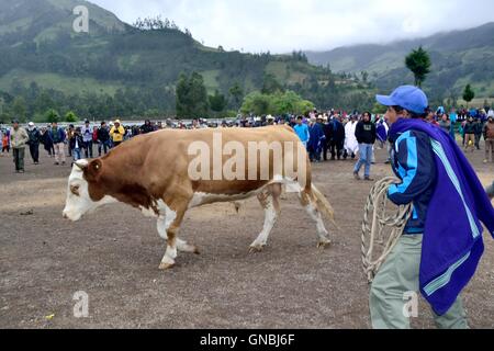 Wetten Stierkampf - landwirtschaftliche Messe - Fiestas Det la Virgen del Carmen (Independence Day) in Sapalache - PERU Stockfoto