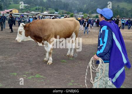 Wetten Stierkampf - landwirtschaftliche Messe - Fiestas Det la Virgen del Carmen (Independence Day) in Sapalache - PERU Stockfoto