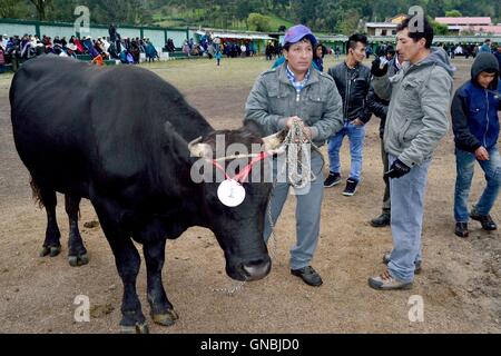 Wetten Stierkampf - landwirtschaftliche Messe - Fiestas Det la Virgen del Carmen (Independence Day) in Sapalache - PERU Stockfoto