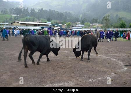 Wetten Stierkampf - landwirtschaftliche Messe - Fiestas Det la Virgen del Carmen (Independence Day) in Sapalache - PERU Stockfoto