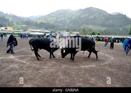 Wetten Stierkampf - landwirtschaftliche Messe - Fiestas Det la Virgen del Carmen (Independence Day) in Sapalache - PERU Stockfoto