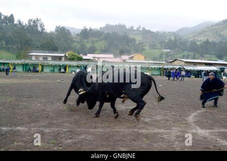 Wetten Stierkampf - landwirtschaftliche Messe - Fiestas Det la Virgen del Carmen (Independence Day) in Sapalache - PERU Stockfoto