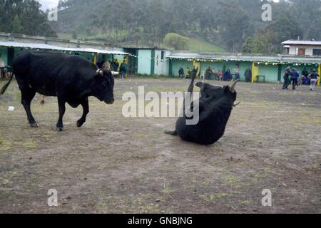 Wetten Stierkampf - landwirtschaftliche Messe - Fiestas Det la Virgen del Carmen (Independence Day) in Sapalache - PERU Stockfoto