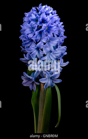 Studio beleuchtet Makroaufnahme einer Blume. Stockfoto