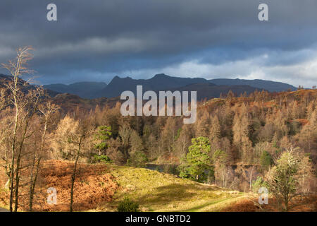 Tarn Hows mit der Landgale Hechte in der Ferne, Nationalpark Lake District, Cumbria, England UK Stockfoto