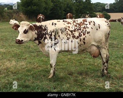 Kühe in einem Feld in der Normandie, Frankreich. Stockfoto