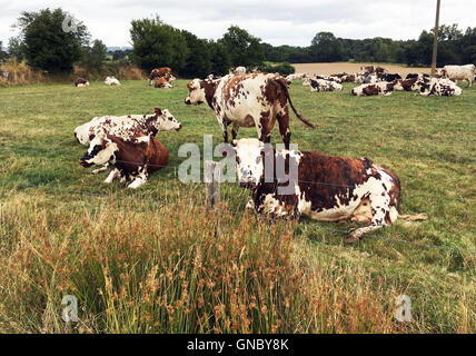 Kühe in einem Feld in der Normandie, Frankreich. Stockfoto