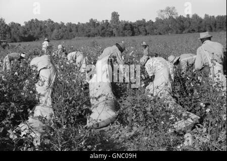 Tagelöhner, Kommissionierung, Baumwolle, Marcella Plantage, Mileston, Mississippi, USA, Marion Post Wolcott für Farm Security Administration, Oktober 1939 Stockfoto