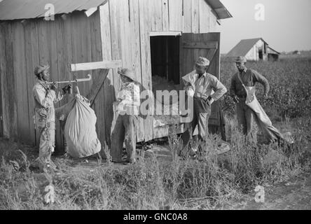 Mann mit einem Gewicht von Baumwolle, Farm Security Administration (FSA) Projekt, Sonnenblumen-Plantage, Merigold, Mississippi, USA, Marion Post Wolcott für Farm Security Administration, Oktober 1939 Stockfoto