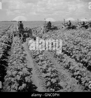 Eine Reihe von Traktoren, die auf der Plantage durch Cotton Field fahren, Rückansicht, Clarksdale, Mississippi, USA, Marion Post Wolcott, USA Farm Security Administration, August 1940 Stockfoto