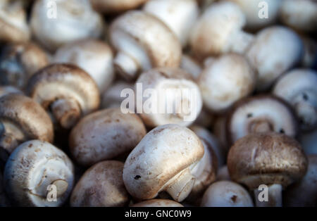 frische Champignons auf ein Obst-und Gemüsehändler Lebensmittel stall im Vereinigten Königreich Stockfoto