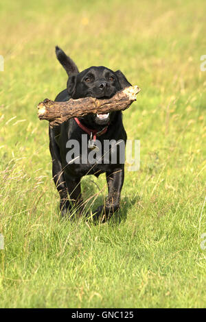 Schwarze Labrador Retriever mit einem Holzstab. England, UK Stockfoto