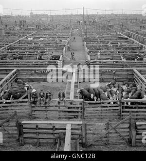 Rinder in Buchten bei Union Stockyards vor Auktionsverkauf, Omaha, Nebraska, USA, Marion Post Wolcott, USA Farm Security Administration, September 1941 Stockfoto