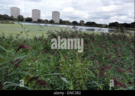 Woodberry Feuchtgebiete Naturschutzgebiet, Nord-London Stockfoto