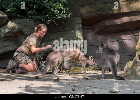 Zookeeper Einchecken Gehege im Zoo Antwerpen auf östliche graue Kängurus (Macropus Giganteus) Stockfoto