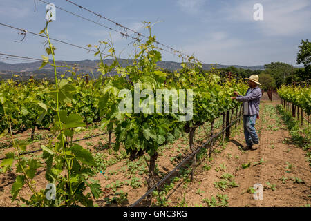 Weingut, Weinberg Arbeiter, aufbinden Weinreben, beschneiden Weinreben, Robert Biale Weinberge, große Ranch Road, Napa, Napa Valley, Kalifornien Stockfoto