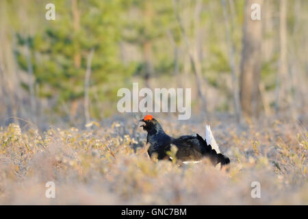 Männliche Birkhuhn (at Tetrix) im Sumpf Hof Platz in den frühen Morgenstunden. Stockfoto